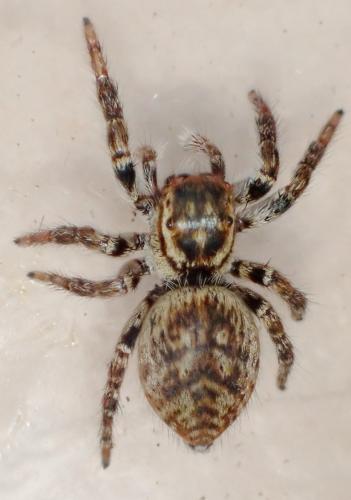 Réf. 330 704 : Carrhotus xanthogramma